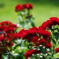 Field of Roses